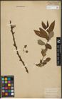 Foto von Salix purpurea L. x Salix silesiaca Willd.